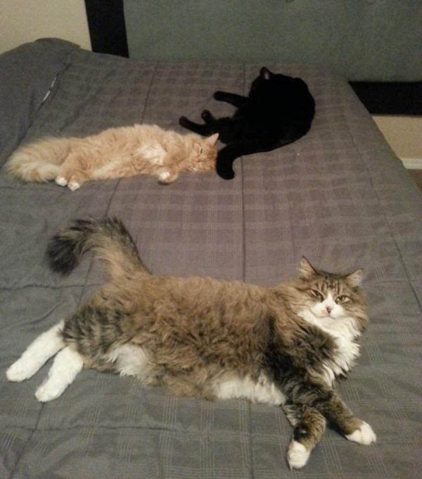 火狐电竞官网_日本艺术家Raku Inoue创作的花卉艺术贴画作品“自然的昆虫”系列(图1) 火狐电竞官方网站