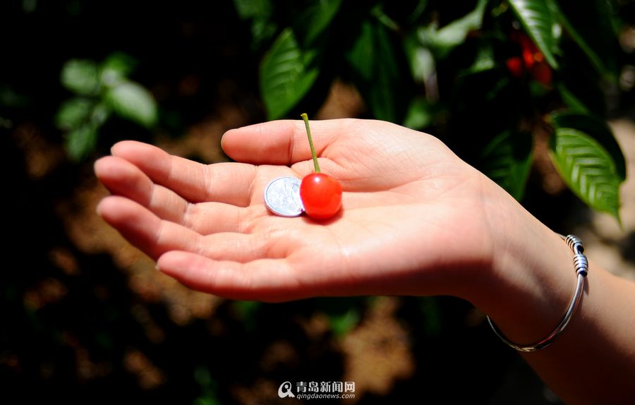 火狐电竞|首届“苏州青年手工艺展”亮相苏博(图2) 火狐电竞官网