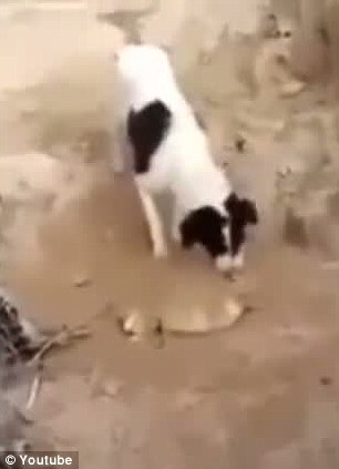 ‘火狐电竞’湖南湘潭破获特大瘦肉精案(图3) 火狐电竞