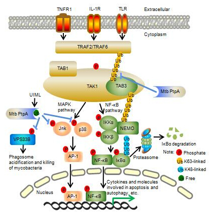 山东省书画学会召开五届七次常务理事会-火狐电竞(图1) 火狐电竞