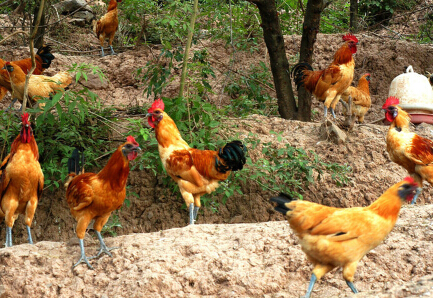 全球球鞋典型品牌与中国头部生意业务平台分析|火狐电竞(图1) 火狐电竞