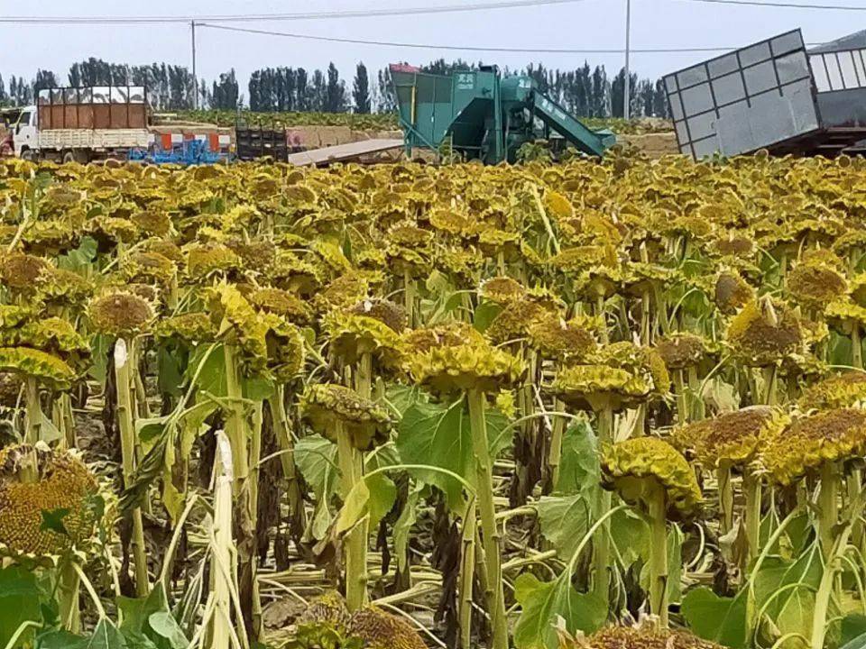 
师市农产物销售专班当“红娘”  为10万亩食葵打开销路【火狐电竞官网】(图2)