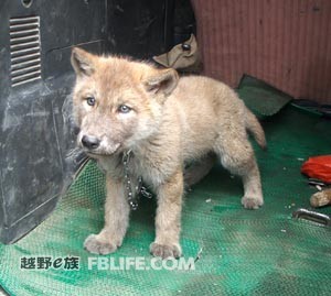 火狐电竞官方网站:
男孩属牛宋词名字大全(图2) 火狐电竞官网