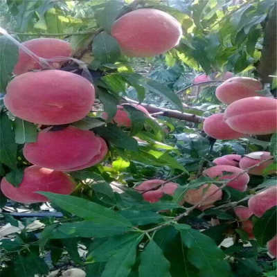 <h1>现象学视野下的美育哲学反思‘火狐电竞官网’(图2) 火狐电竞官方网站