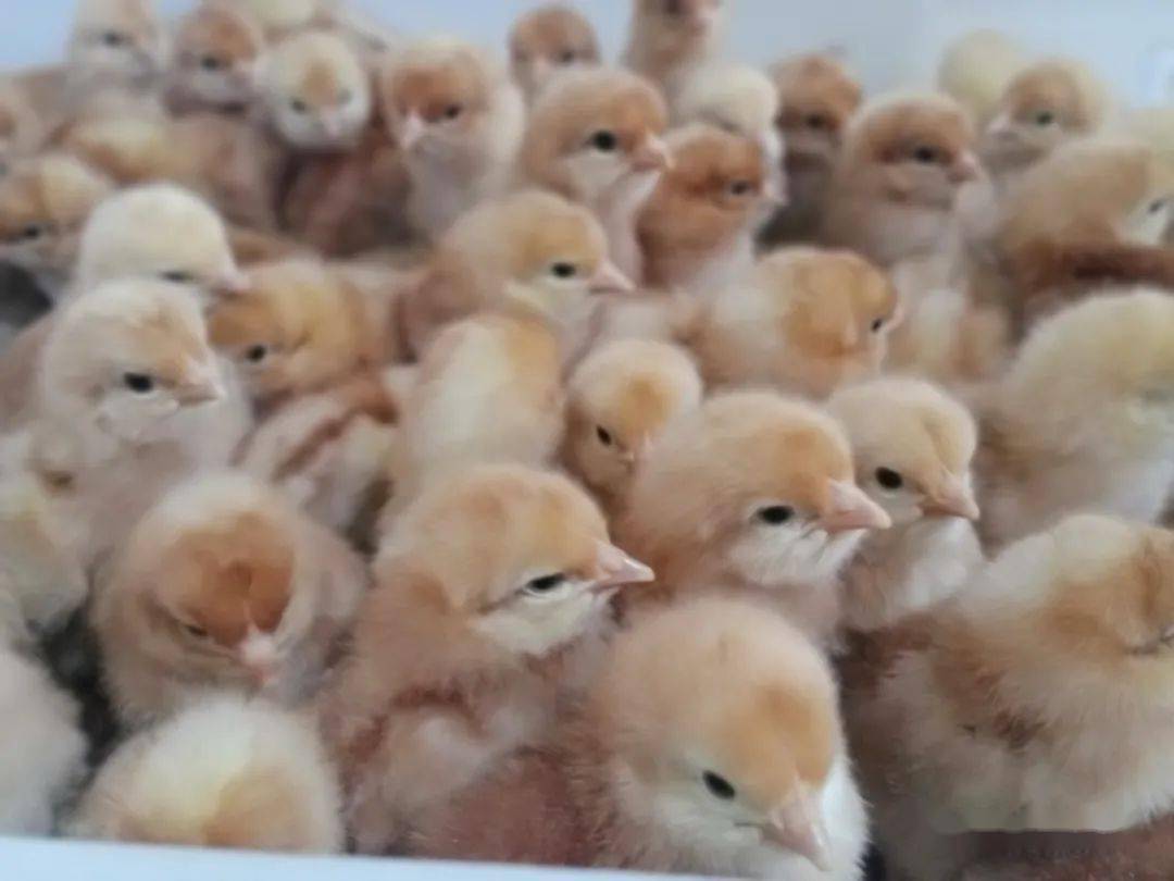 火狐电竞官网-
河牧牧业祝愿您——元旦元旦之一切圆满(图12)