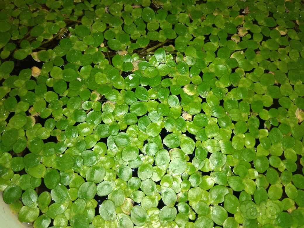 火狐电竞官网|
<h1>“传统文化进校园”:热潮里的冷思考(图1) 火狐电竞官网