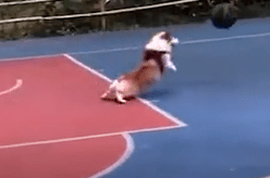 “火狐电竞官方网站”
人中科比 狗中柯基！这柯基绝对是只 被个头延长的篮球明星(图1)