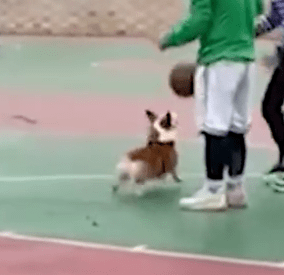 “火狐电竞官方网站”
人中科比 狗中柯基！这柯基绝对是只 被个头延长的篮球明星(图6)