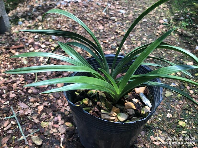 火狐电竞官方网站