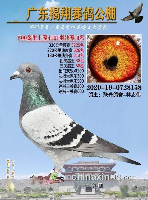 火狐电竞官网_
正在直播：广东揭翔获奖鸽同步拍卖(图12)