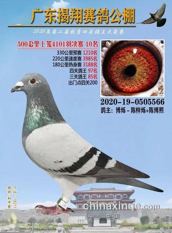 火狐电竞官网_
正在直播：广东揭翔获奖鸽同步拍卖(图16)