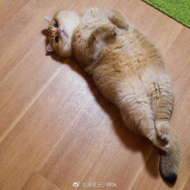 “火狐电竞官网”
卷尾文化直播运营:直播的焦点是什么?有哪些直播规则玩法?(图2) 火狐电竞官方网站