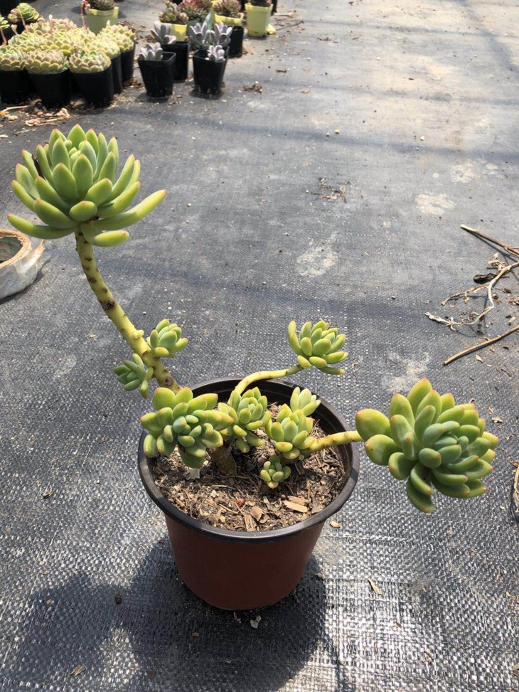 火狐电竞官网