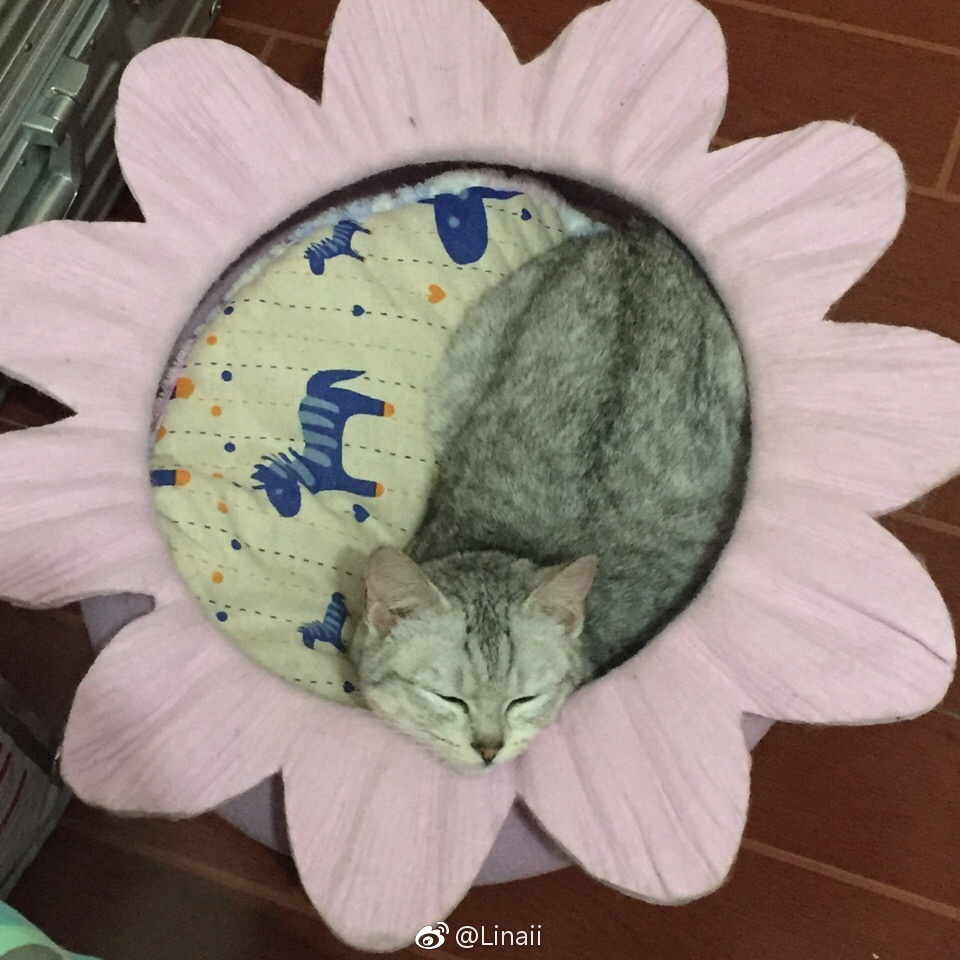 火狐电竞官方网站